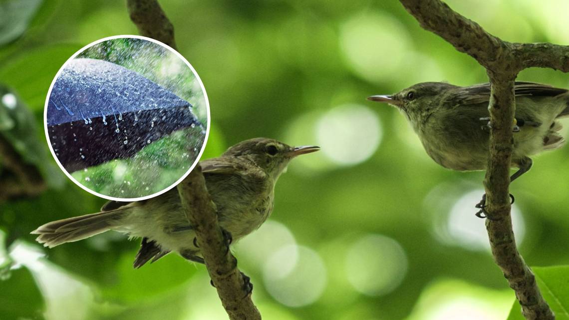 Rain Drives Birds To Divorce