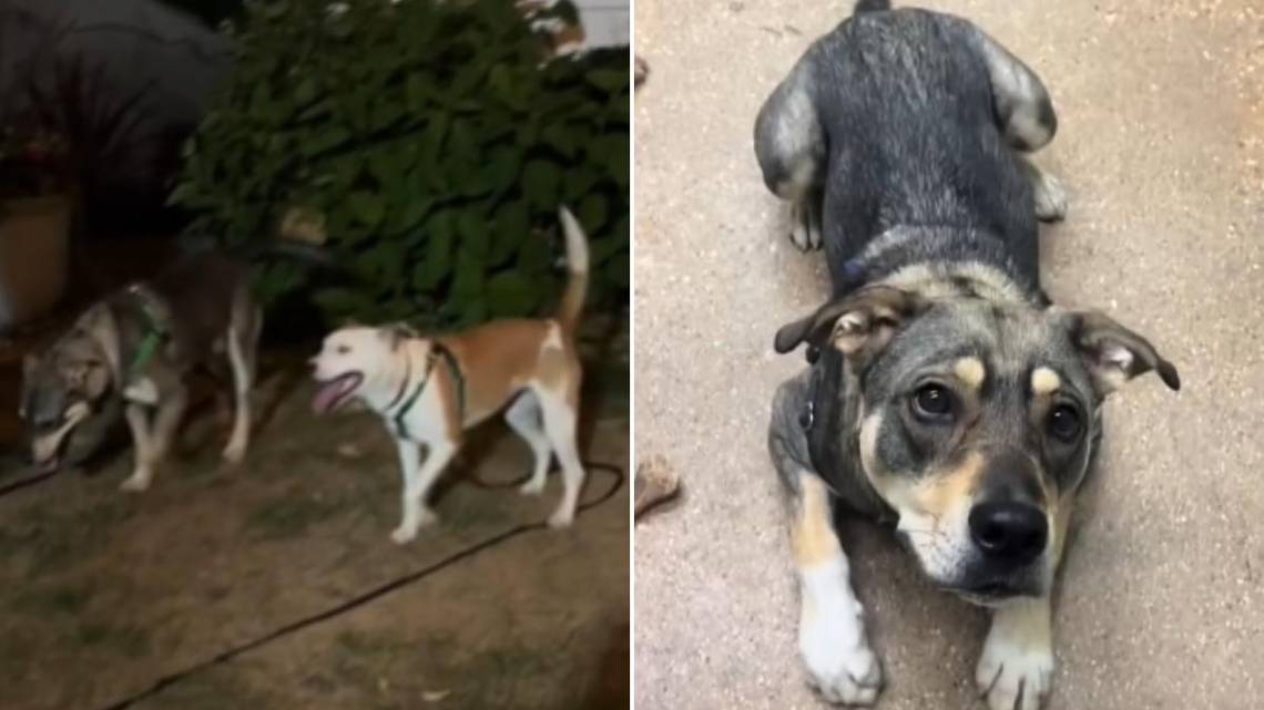 Shelter Dog Alone Again After Best Friend Adopted: ‘Losing Hope’