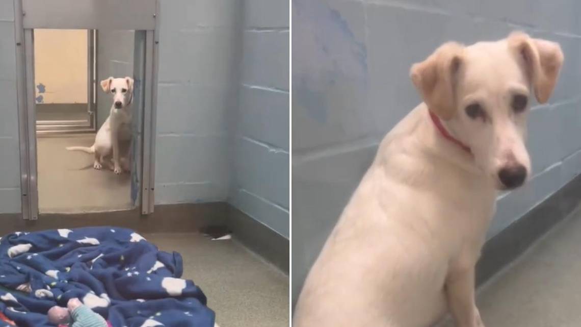 Shelter’s ‘Most Frightened Dog’ Doesn’t Have to Be Scared Anymore