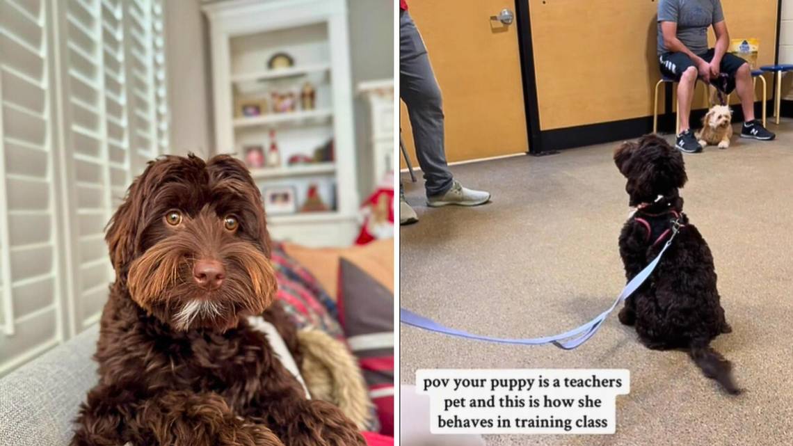 Puppy Attends Training Class, Internet Can’t Cope With Her Antics