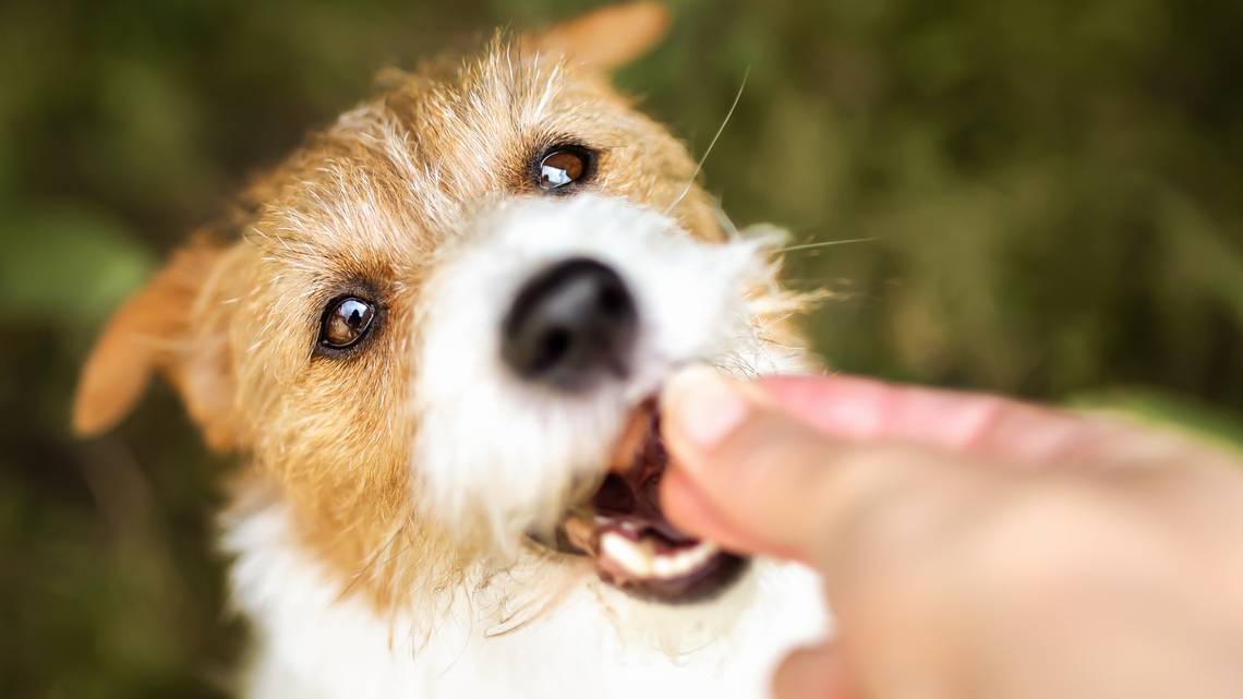 FDA Announces Dog Treat Recall in 19 States Due to Salmonella Risk