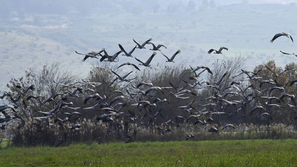 CDC confirms 1st child in US infected with bird flu