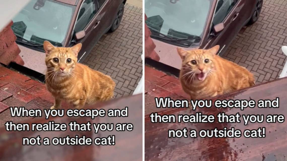 Watch Indoor Cat’s Response After Escaping Outside: ‘Meows of Regret’