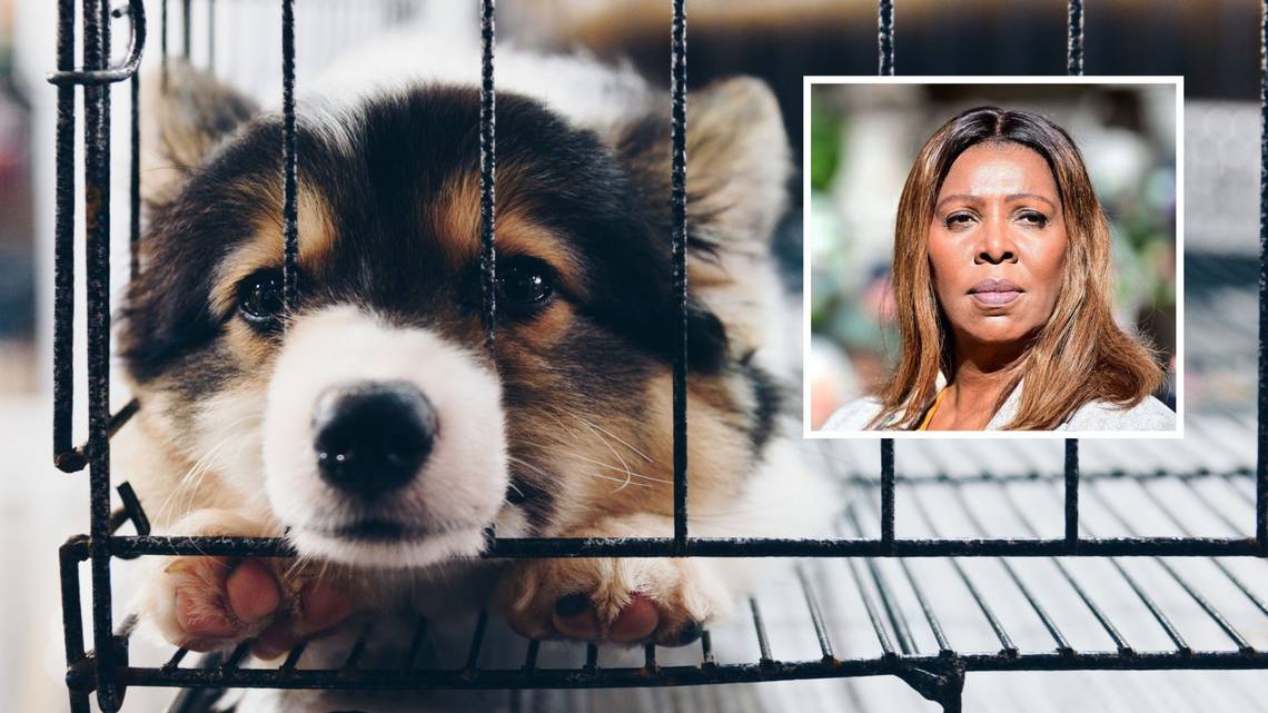 Letitia James Announces Ban on Pet Stores Selling Dogs