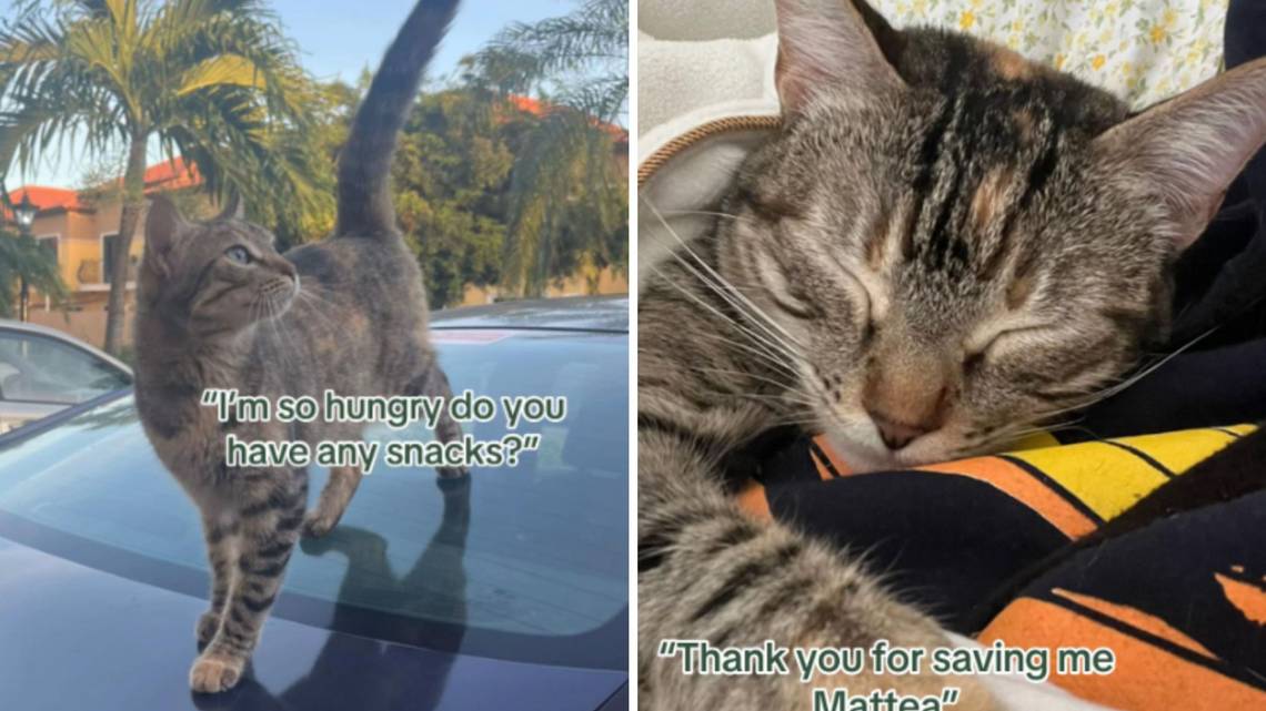 Family Can’t Forget Stray Cat on Vacation-Returns Later To Fly Her Home