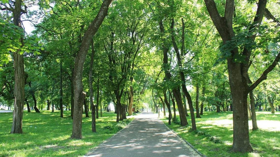 Most urban cities lack enough trees to cool, calm residents