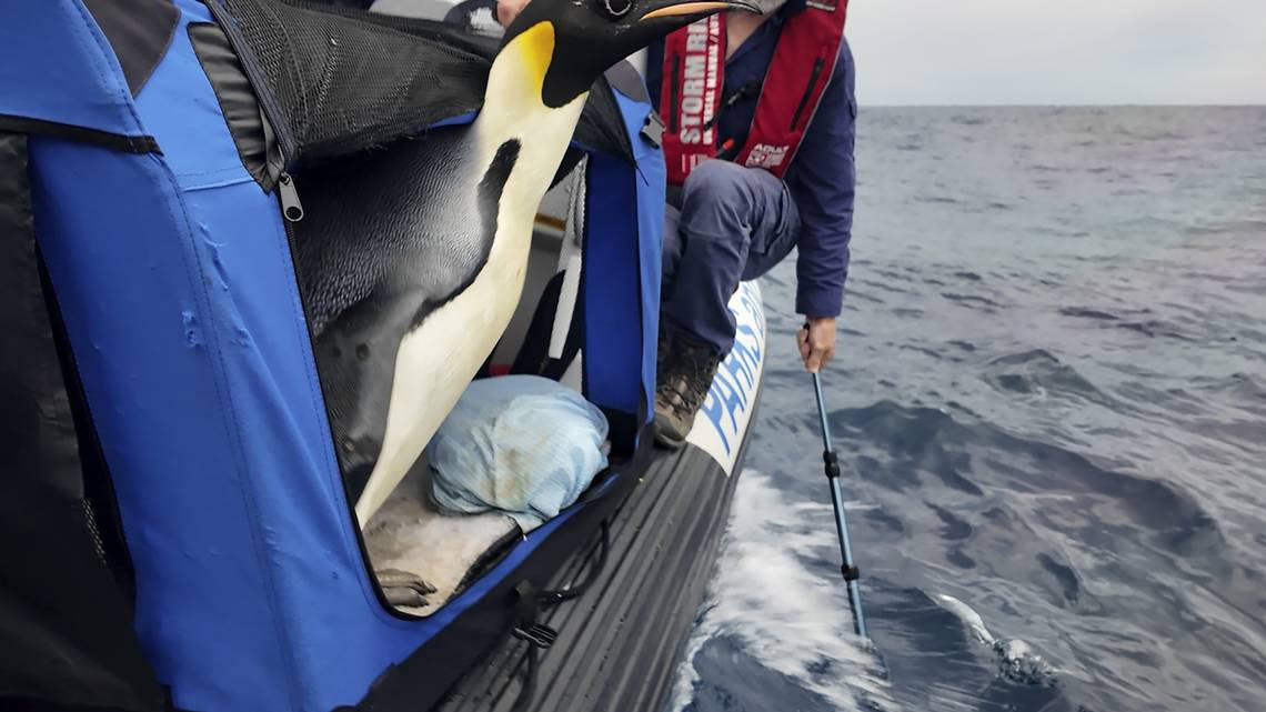 Emperor Penguin Gus Released to Sea After Rare Visit