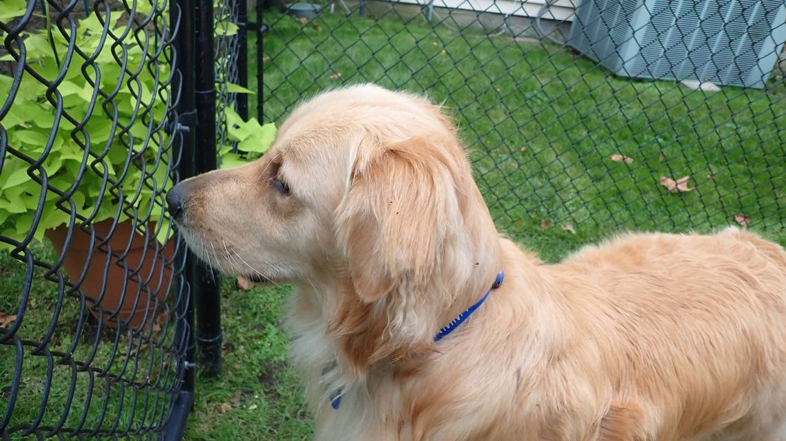 Tears As Dogs Say Final Goodbyes to 13-Year-Old Brother: ‘They Grieve Too’